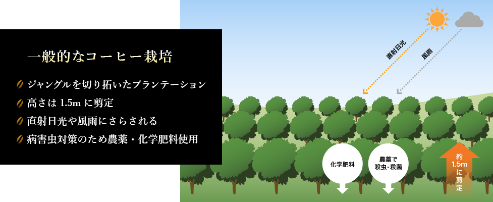 一般的なブラジルコーヒーはジャングルを切り拓いたプランテーション。高さは1.5mに剪定。直射日光や風雨にさらされる。病害虫対策のため農薬・化学肥料使用