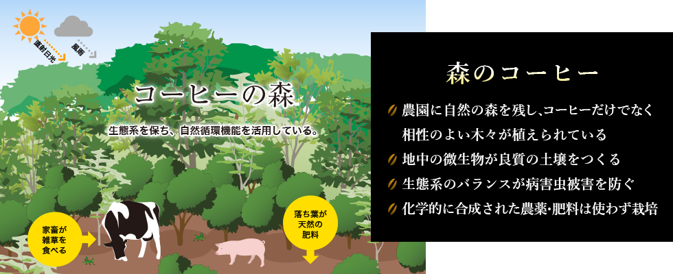 森のコーヒーは農園に自然の森を残し、コーヒーだけでなく相性の良い木々が植えられている。地中の微生物が良質な土壌をつくる。生態系のバランスが病害虫被害を防ぐ。農薬・化学肥料は使わずコーヒーを栽培