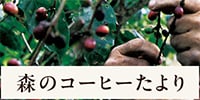 森のコーヒーたより